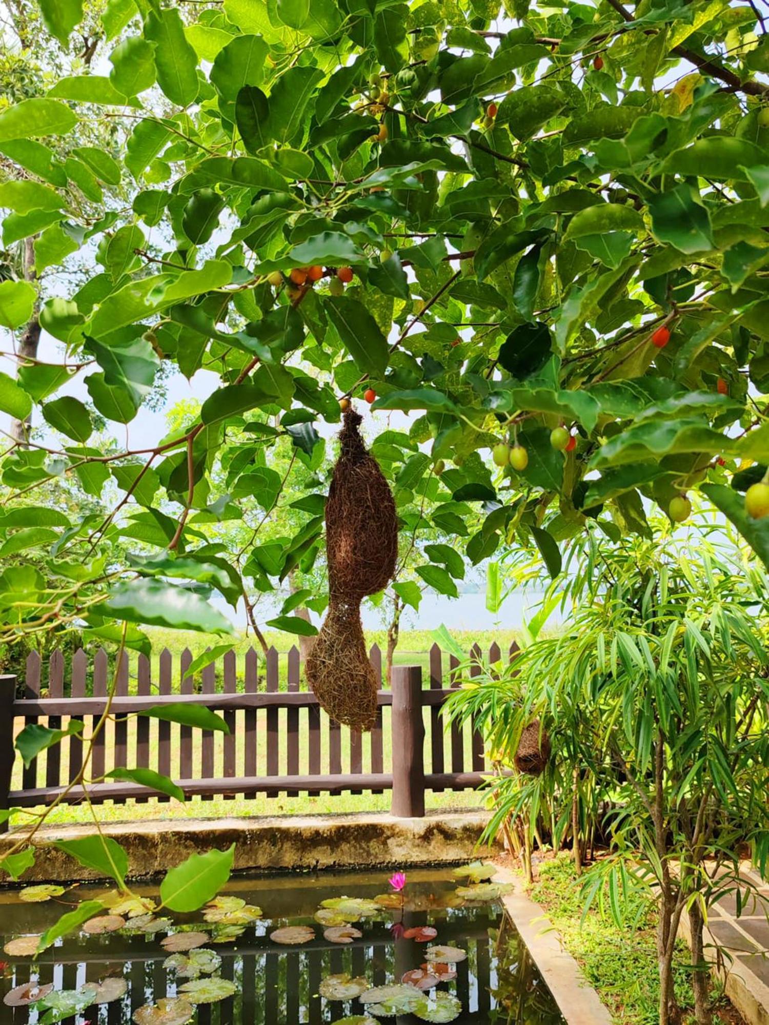 Art Yala Boutique Resort Tissamaharama Dış mekan fotoğraf