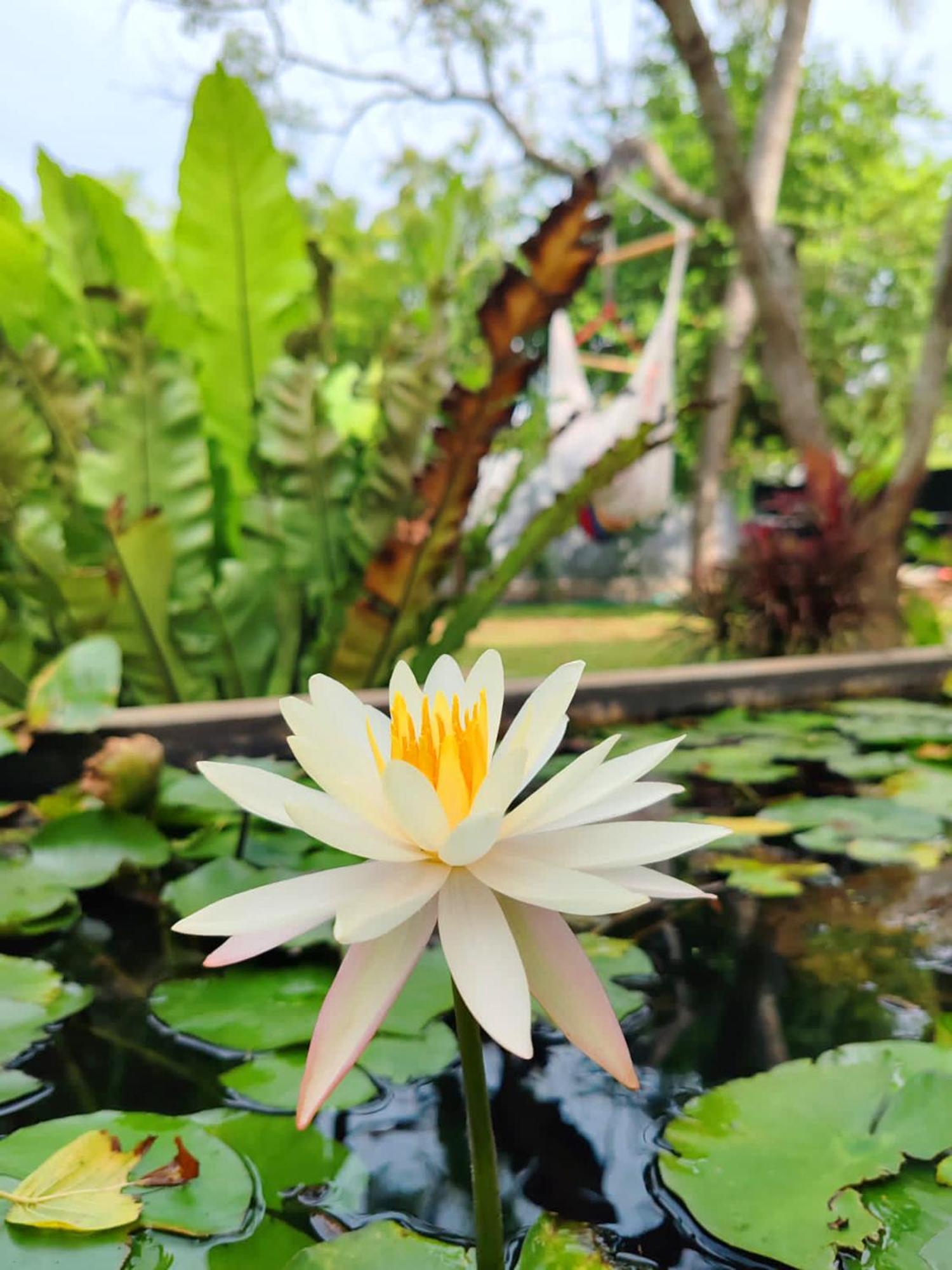 Art Yala Boutique Resort Tissamaharama Dış mekan fotoğraf
